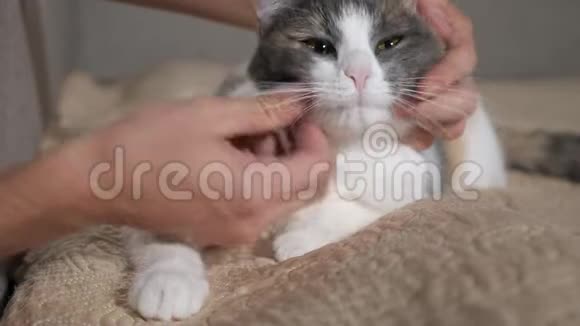 男人用美丽的眼睛抚摸漂亮的多色猫视频的预览图