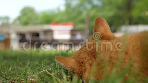 无家可归的红猫躺在绿草上看着前景中失去焦点的路人猫的后视镜4部视频视频的预览图