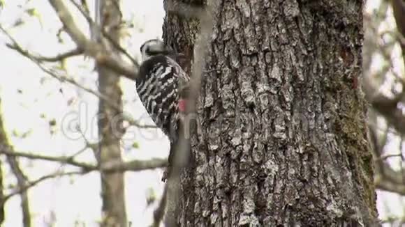 白背啄木鸟在森林树上吃昆虫视频的预览图