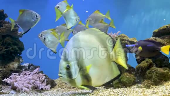 鱼缸美丽的鱼在水族馆里游泳一个五颜六色的水族馆里面装满了卡拉拉的石头视频的预览图
