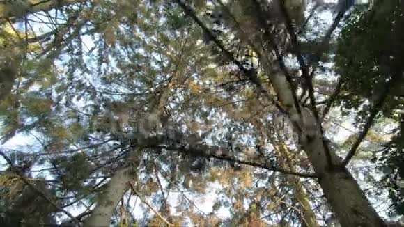 秋天公园在阳光明媚的天气里十月树视频的预览图