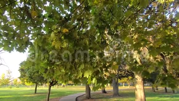 秋天公园在阳光明媚的天气里十月树视频的预览图
