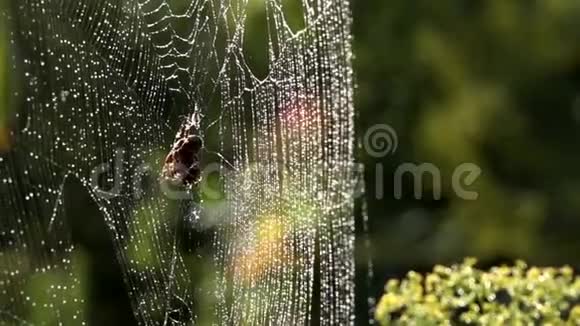 蜘蛛在它所有的荣耀织网在早晨的阳光下蜘蛛视频的预览图