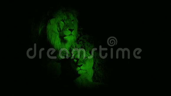 黑暗洞穴中的夜视镜狮子和狮子视频的预览图