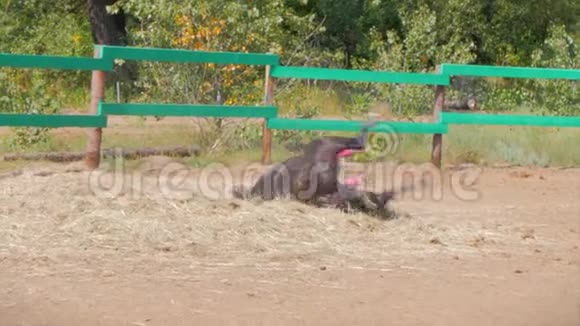 年轻的Stallion优雅的纯种黑褐色的马躺在干草里从小老鼠身上痒痒的动物护理夏季视频的预览图