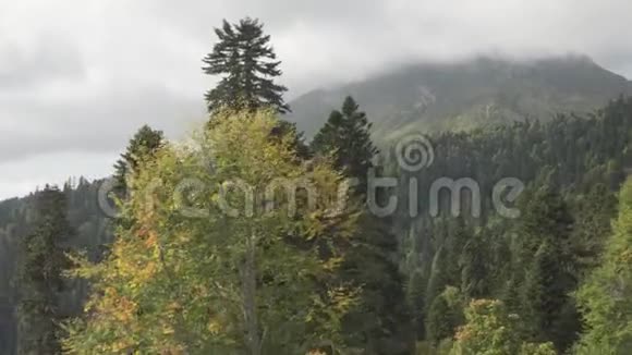 在森林中生长着金色叶子的树木旁近距离移动视频的预览图
