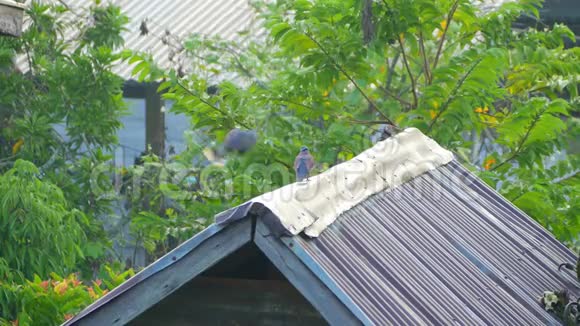 站在谷仓屋顶上的红色带结的鸽子视频的预览图