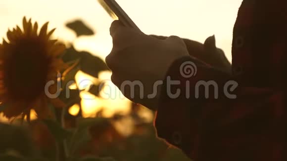 商业女性的双手印在太阳花领域的平板电脑屏幕上在夕阳下快关门农民女孩视频的预览图