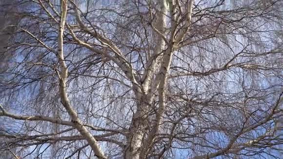 一棵没有叶子的桦树的树干视频的预览图