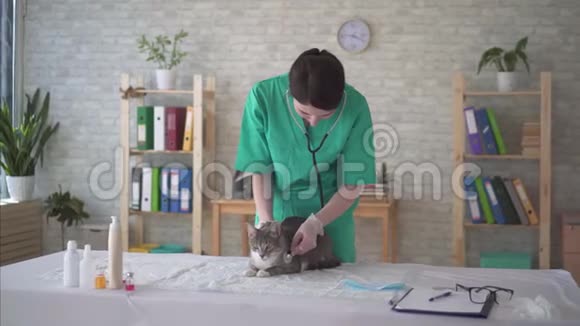 穿制服的漂亮女兽医用听诊器检查猫视频的预览图