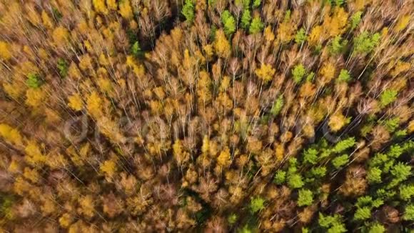 上面以森林形式的彩色秋色用无人机捕捉到视频的预览图