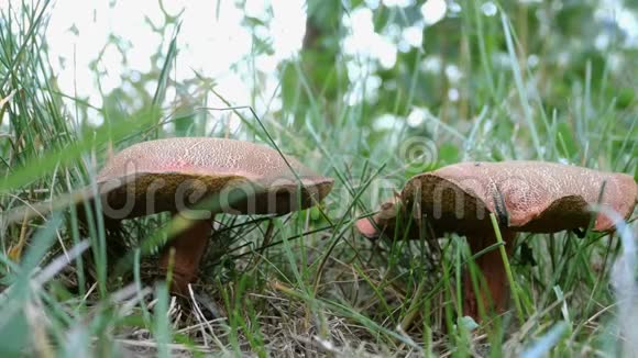 可食用蘑菇带棕色帽子黑霉在自然环境中在草丛中生长有选择的焦点视频的预览图