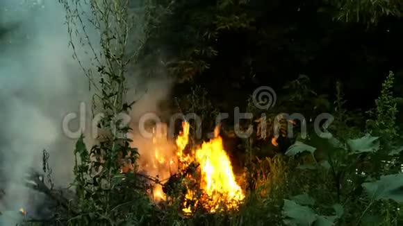 森林大火在晚上燃烧大量的烟雾上升到空中火焰照亮了环境视频的预览图