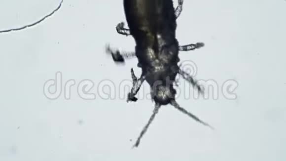 在显微镜下生活的甲虫寄生虫视频的预览图