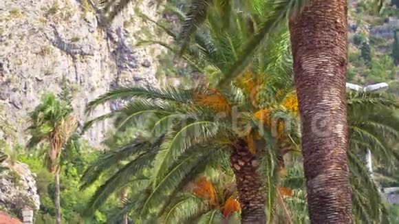 棕榈树和山脉的景色视频的预览图