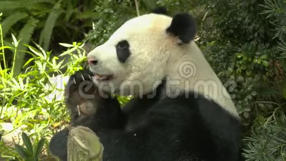一只熊猫坐在树荫下咀嚼竹子视频的预览图