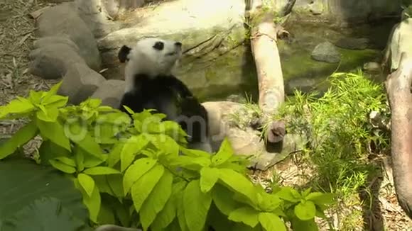 一只熊猫在摸索更多的竹子视频的预览图