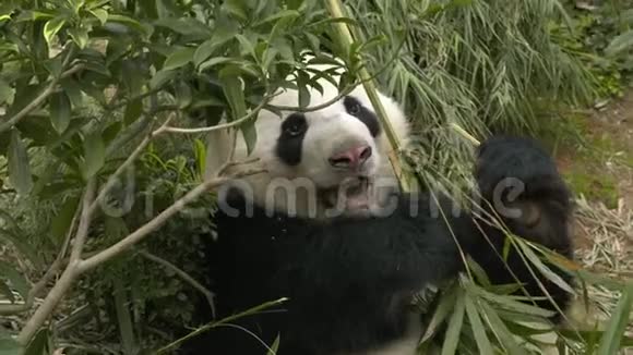 一只熊猫吃竹子时抓着竹子视频的预览图