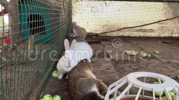 三只家养的毛茸茸的白色和灰色的农场兔子睡在动物农场的笼子里牲畜饲养动物视频的预览图