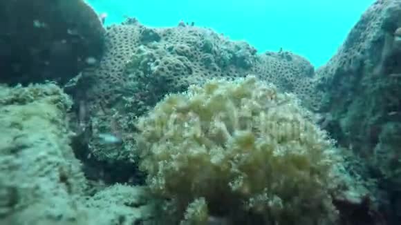 海中的螃蟹视频的预览图