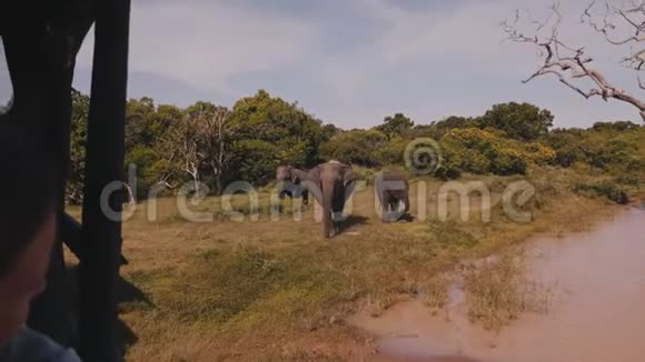 快乐的小旅游女孩看着一家大象在野外从里面的狩猎车游览到国家公园视频的预览图