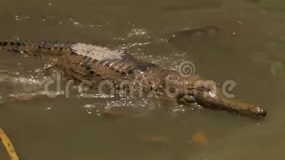 鳄鱼在水中快速行走视频的预览图