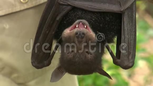蝙蝠倒挂着咀嚼视频的预览图
