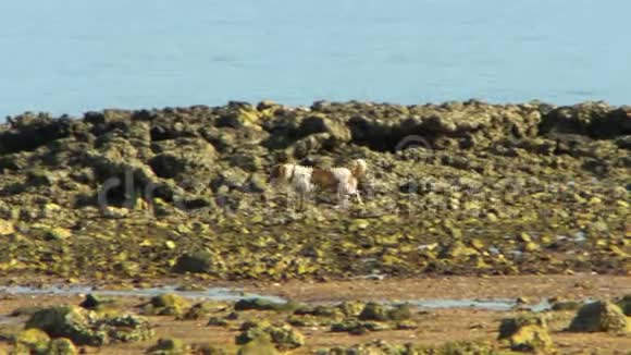 棕色和白色的狗沿着岩石海岸奔跑视频的预览图