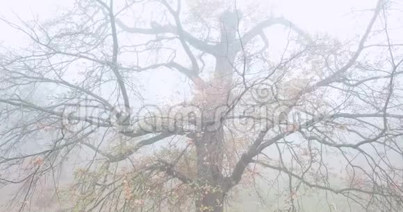 雾中孤独的光秃秃的树秋季公园视频的预览图