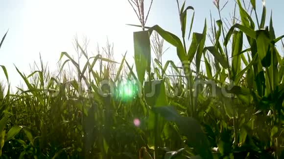 康菲尔德在温暖的阳光下在绿色的田野上成熟的玉米农业概念农业企业视频的预览图