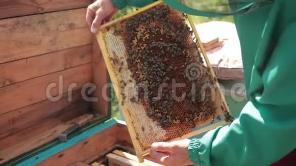 蜜蜂蜂巢的框架穿绿色特殊衣服的养蜂人收获蜂蜜视频的预览图