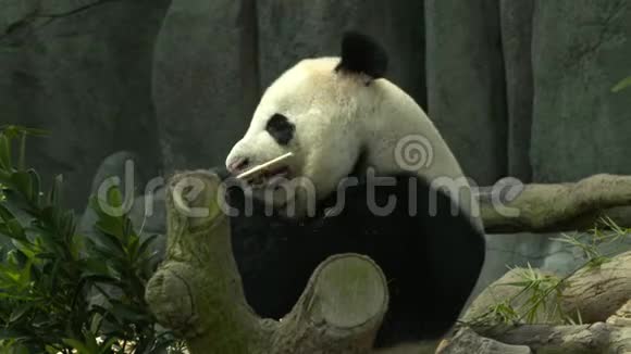 一只熊猫坐着吃东西的轮廓图视频的预览图