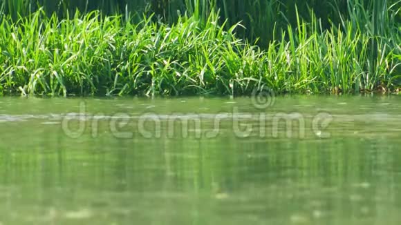 两只白天鹅在河里游泳周围是高大的绿草视频的预览图