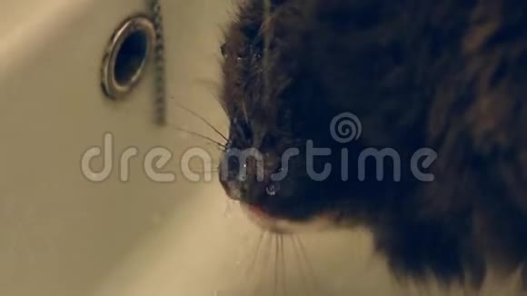 一只灰猫饮水视频的预览图