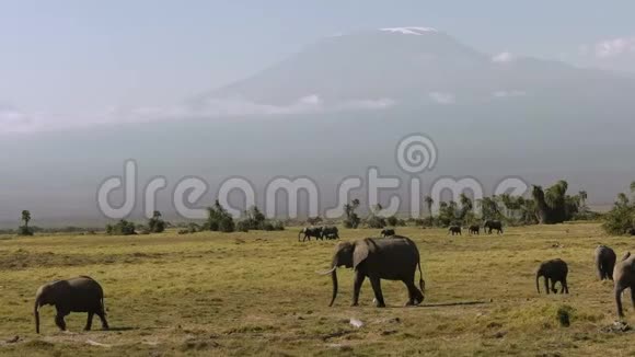 在肯尼亚的安博塞利大象走过乞力马扎罗山视频的预览图