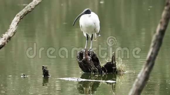 站在湿地树桩上的澳大利亚白视频的预览图