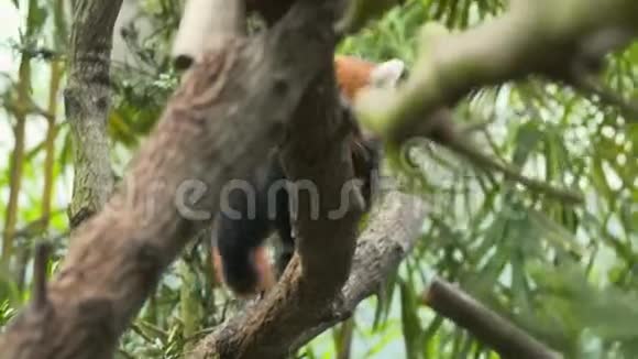 当一只小熊猫在树枝上向前奔跑时缩小视频的预览图