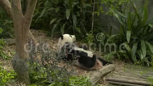 熊猫在背上休息抓挠视频的预览图