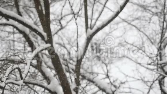 美丽的冬季景观雪花飘落的特写慢动作视频的预览图