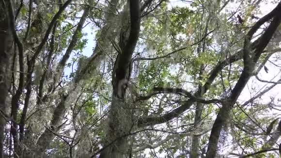 黄色的老鼠在树上视频的预览图