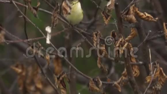 鸟柳莺毛竹迅速跳到树枝上视频的预览图
