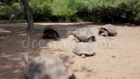 加拉帕戈斯海龟在克利斯托巴尔岛视频的预览图