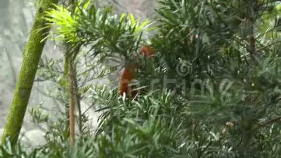 一只熊猫爬树的镜头视频的预览图