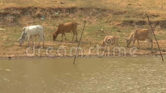 一群吃草的奶牛在湖边觅食视频的预览图