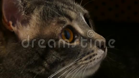 猫面对近景视频的预览图