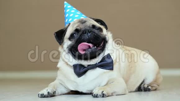 可爱有趣的小狗带着派对帽和蝴蝶结准备庆祝节日视频的预览图