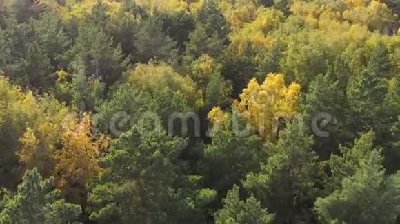 无人机正飞过秋天的森林风吹动树冠视频的预览图