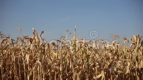 蓝天背景下干玉米田的特写视频的预览图