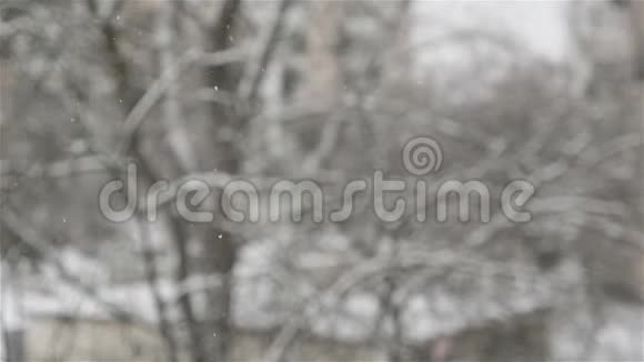 雪落在模糊的树木的背景上雪花的特写慢动作冬季视频的预览图