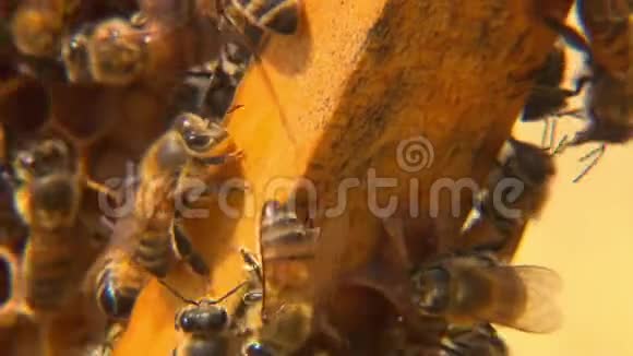 在蜂巢上工作的蜜蜂对面视频的预览图